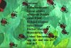 K�fergedicht
