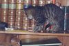 Abenteuer im Schrank