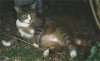 Kater Bubuz. Gestorben am 6.5.2002