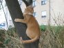 Max am Baum