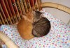 Max & Moritz