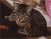 Moritz mit Decke